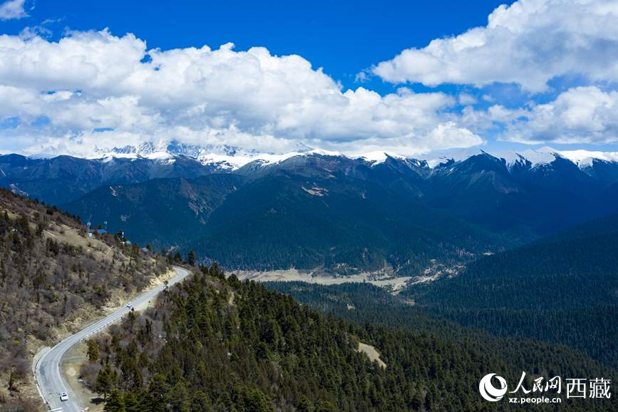 圖為在海拔4700多米的色季拉山，觀測從森林到草甸的多種植被類型。