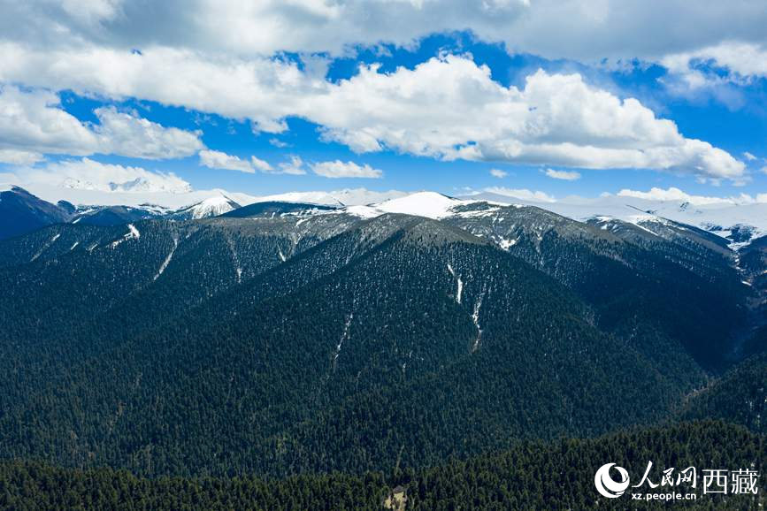 圖為在海拔4700多米的色季拉山，觀測(cè)從森林到草甸的多種植被類型。