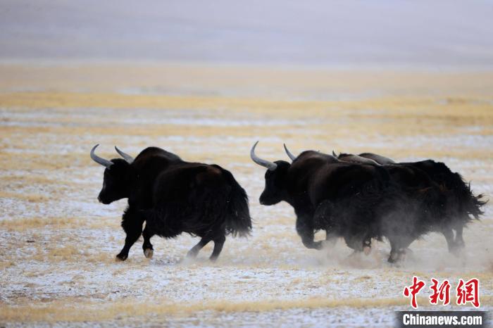 牦牛如何適應(yīng)低氧環(huán)境？中科院團(tuán)隊(duì)發(fā)現(xiàn)牦牛特有肺內(nèi)皮細(xì)胞起作用