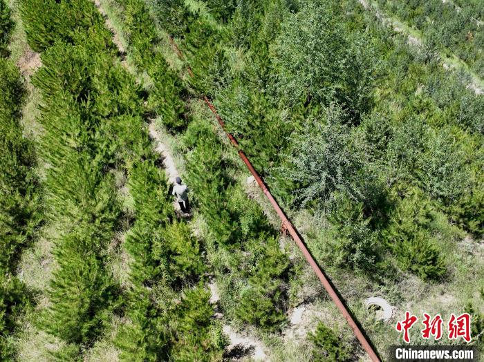 航拍建行青海省分行綠化區(qū)施工隊(duì)隊(duì)長(zhǎng)盧占祥正在巡護(hù)綠化區(qū)?！∑钤鲚?攝