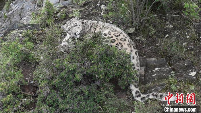 圖為雪豹向牧民攝影師方向張望。(資料圖) 公尕日 攝
