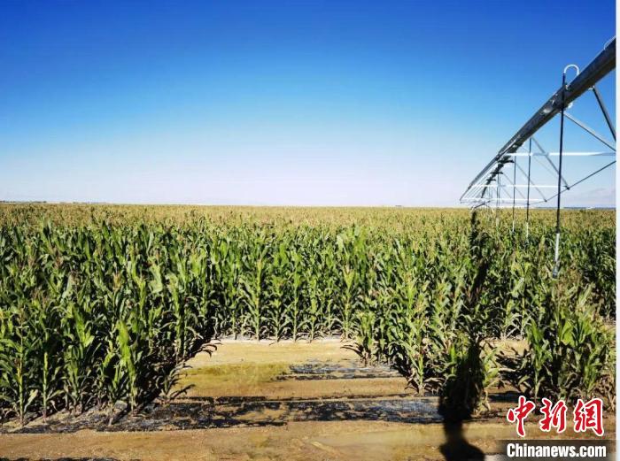 青?！凹Z改飼”項目收儲飼草44萬余噸