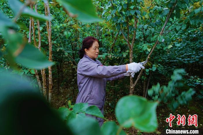 圖為張錦梅修剪丁香枝干?！●R銘言 攝