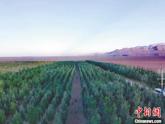 圖為格爾木境內(nèi)種植的綠樹。　格爾木融媒體中心供圖