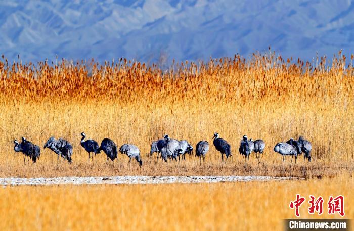 圖為可魯克湖野生水鳥覓食?！〉铝罟形麄鞑抗﹫D