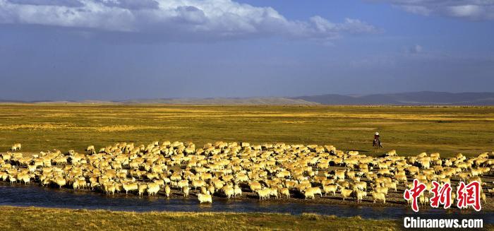 青海瑪多“白珍珠”讓百姓錢(qián)袋鼓起來(lái)