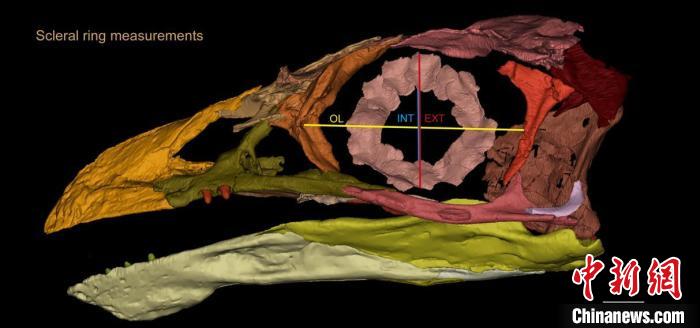 熱河鳥STM3-8化石標(biāo)本的鞏膜環(huán)復(fù)原及測(cè)量示意圖?！『?供圖