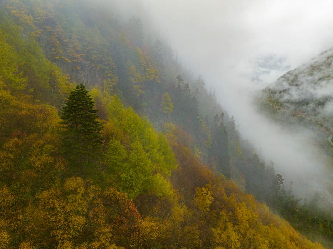 云纏霧繞，層林盡染。