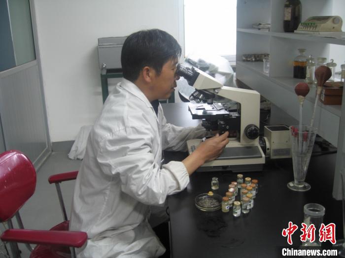 資料圖為研究團(tuán)隊(duì)進(jìn)行實(shí)驗(yàn)室寄生蟲(chóng)分類鑒定。　 青海省畜牧獸醫(yī)科學(xué)院供圖