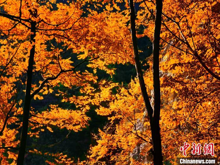 秋意濃?！≈炱桨?攝