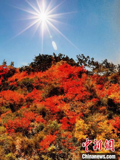萬源市紅葉似火。　朱平安 攝