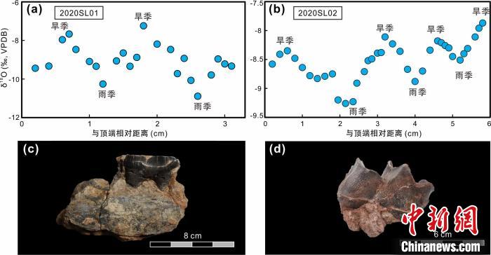 本次研究中的犀牛牙齒化石及氧同位素特征?！≈锌圃呵嗖馗咴?供圖