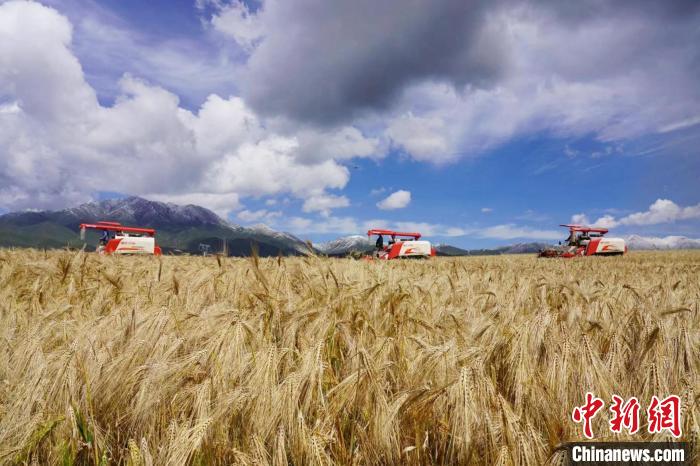 圖為青稞收獲。　李玉峰 攝