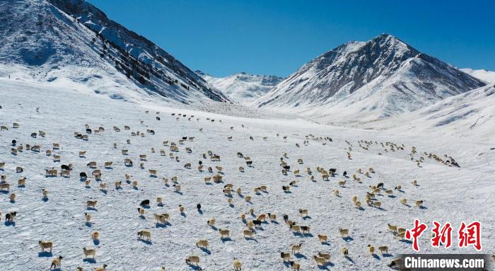 圖為羊群在雪地里覓食?！《继m縣融媒體中心供圖