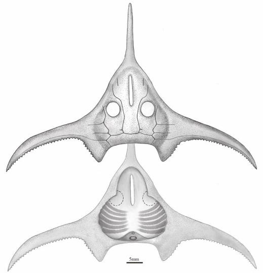 玉海翼角魚復(fù)原圖。　郭肖聰 繪圖 攝