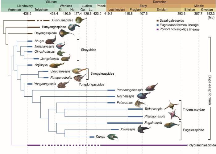 盔甲魚類的系統(tǒng)發(fā)育關(guān)系及地史分布。　中科院古脊椎所 供圖