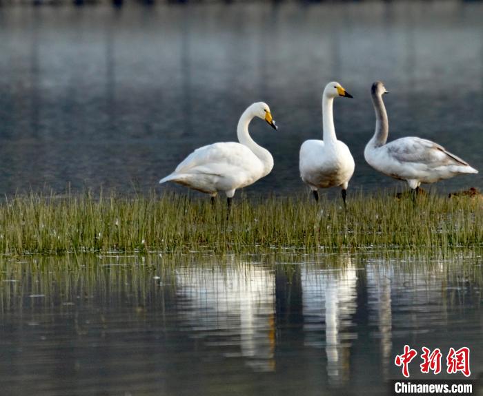 圖為三只大天鵝。　李玉峰 攝