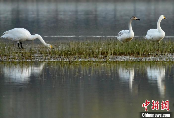 圖為三只大天鵝在黃河灘地嬉戲?！±钣穹?攝