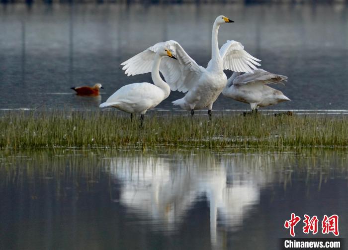 圖為三只大天鵝在黃河灘地嬉戲?！±钣穹?攝