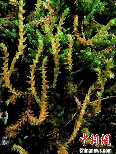 圖為九龍卷柏?！∏嗪Ｉ剿匀毁Y源調查規(guī)劃設計研究院供圖