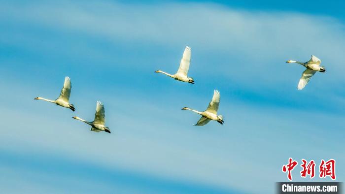 圖為天鵝在空中飛翔?！『螁⒔?攝