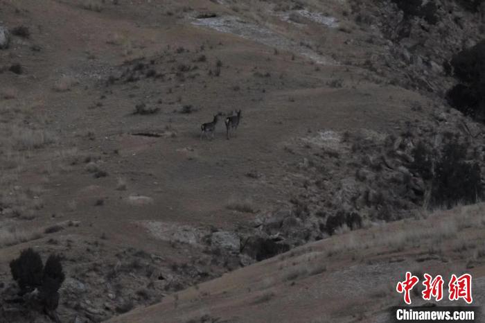 圖為兩只馬鹿在山坡上行走?！〔湃?攝