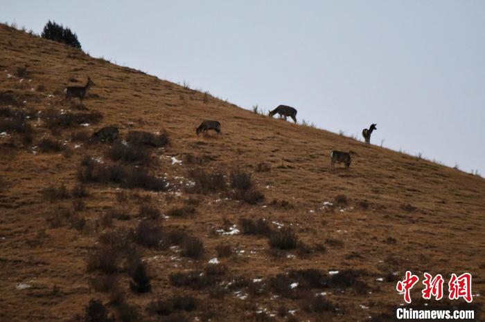 圖為馬鹿群在山坡上覓食?！〔湃?攝
