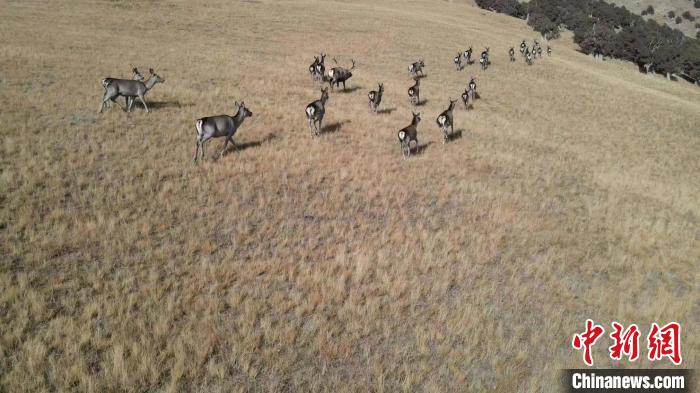 圖為馬鹿群在草地中漫步。　才仁 攝
