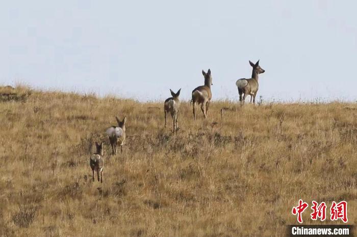 圖為狍鹿在山間漫步?！〔彭?xiàng)南加 攝