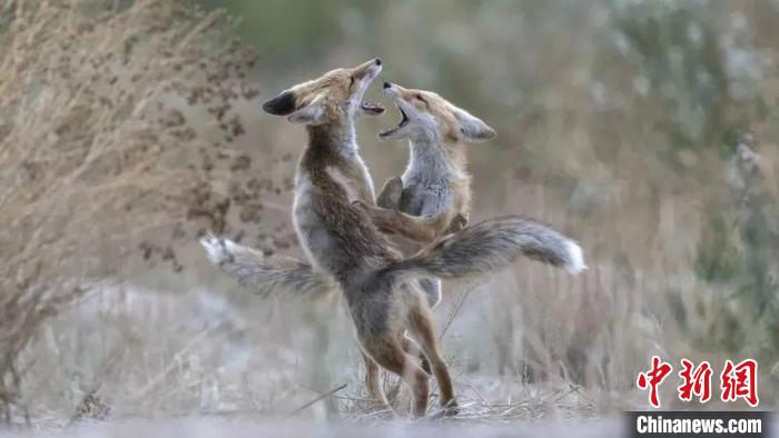 圖為同海元的作品《第一回合》。　青海省祁連山自然保護(hù)協(xié)會(huì)供圖