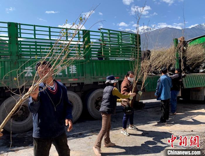 民眾搬運苗木?！〔际忻⒖悼h委宣傳部供圖