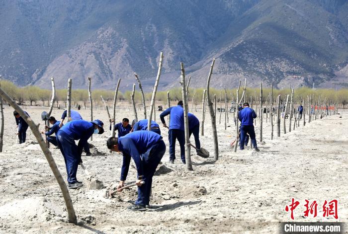 林芝市巴宜區(qū)森林消防中隊志愿服務(wù)隊熱火朝天的植樹現(xiàn)場?！∥骼@拉翁 攝