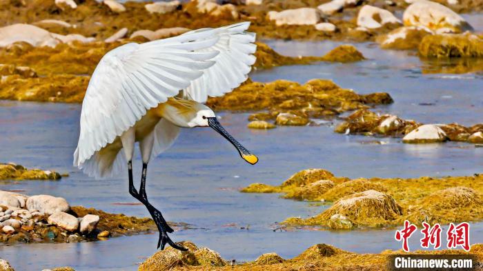 圖為白琵鷺?！?yán)桉 攝