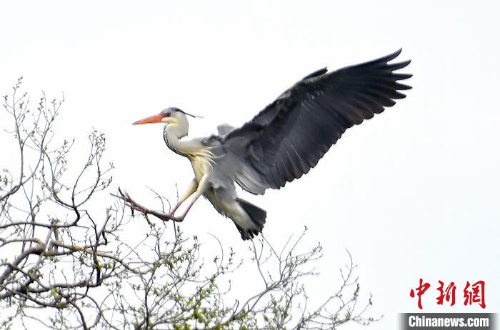 蒼鷺在覓食嬉戲?！“苍?攝