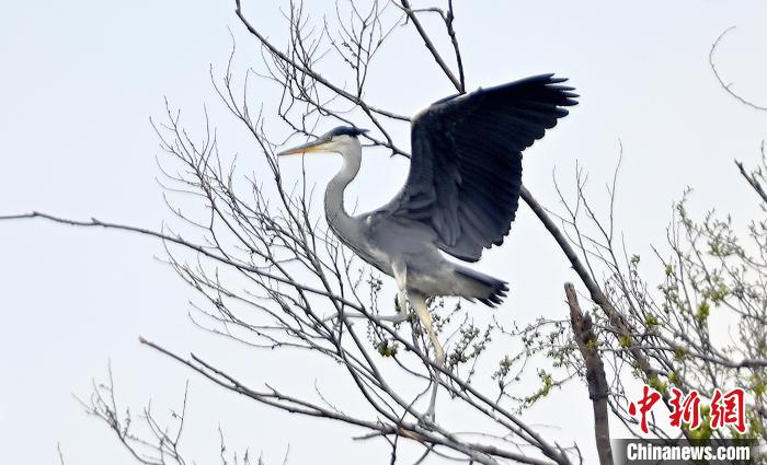 蒼鷺在覓食嬉戲?！“苍?攝