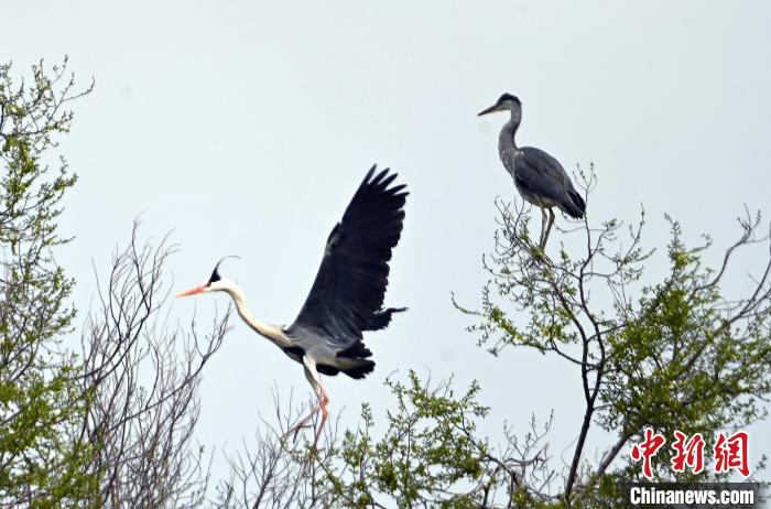 蒼鷺在覓食嬉戲。　安源 攝