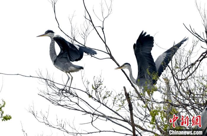 蒼鷺在覓食嬉戲?！“苍?攝