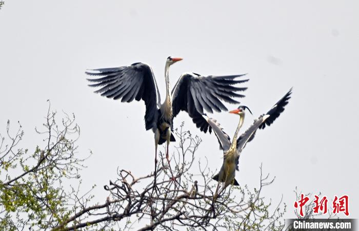 蒼鷺在覓食嬉戲?！“苍?攝