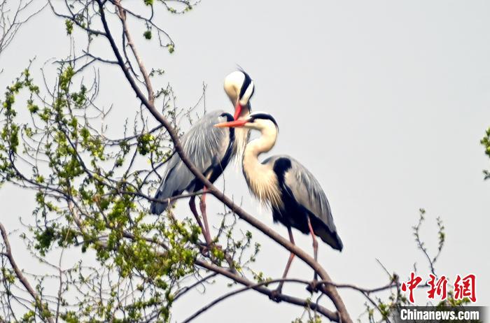 蒼鷺在覓食嬉戲?！“苍?攝