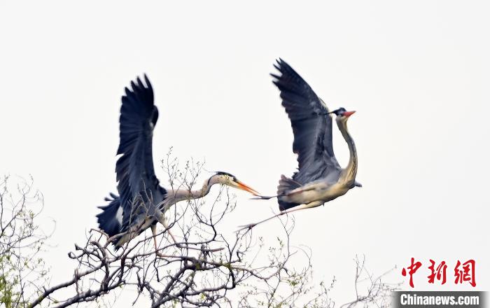 蒼鷺在覓食嬉戲?！“苍?攝