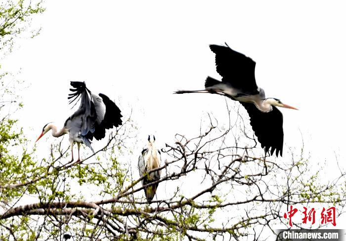 蒼鷺在覓食嬉戲?！“苍?攝