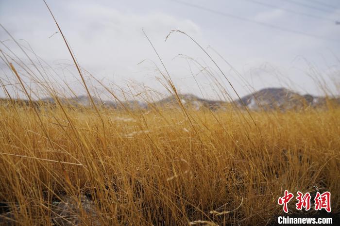 圖為青海省海西蒙古族藏族自治州天峻縣木里礦區(qū)草木茂盛。　馬銘言 攝