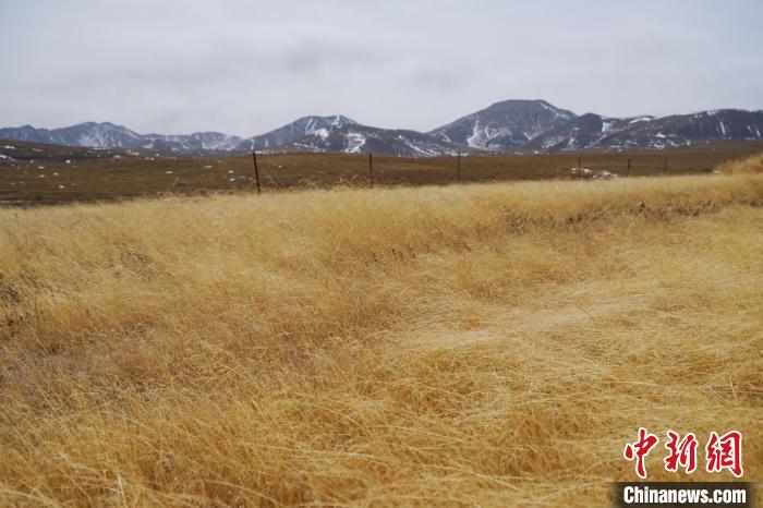 圖為青海省海西蒙古族藏族自治州天峻縣木里礦區(qū)草木茂盛?！●R銘言 攝