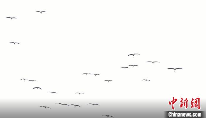 遷徙北歸?！√烊h融媒體中心 供圖