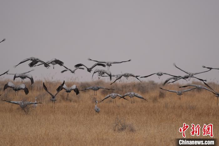 青海都蘭成群灰鶴匯集，場面壯觀