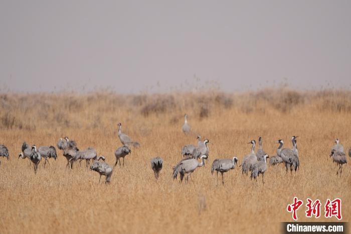 圖為草原上棲息的灰鶴?！∠葘m 攝