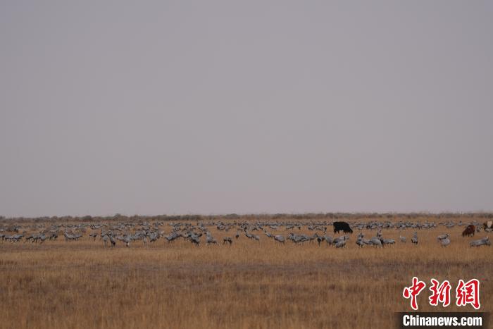 圖為草原上棲息的灰鶴?！∠葘m 攝