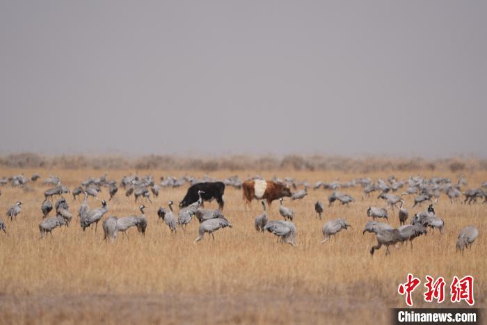 圖為草原上棲息的灰鶴?！∠葘m 攝