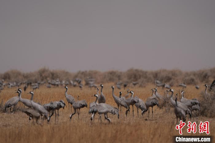 圖為灰鶴?！∠葘m 攝
