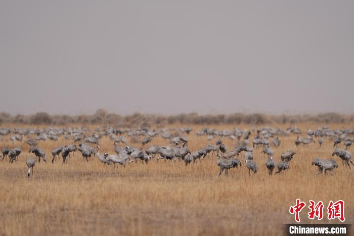 圖為密集分布的灰鶴?！∠葘m 攝
